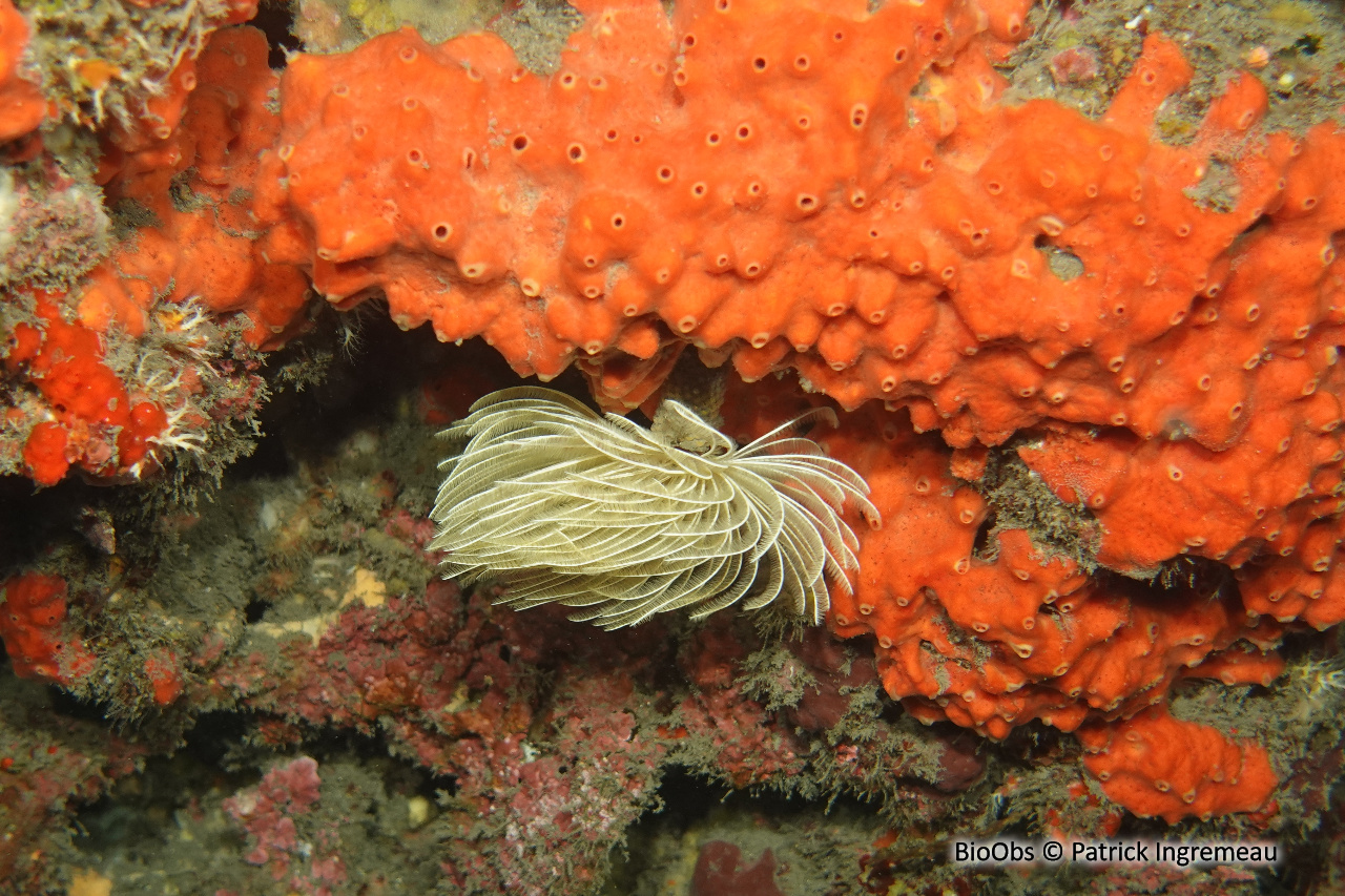 Scopaline rouge - Scopalina rubra - Patrick Ingremeau - BioObs