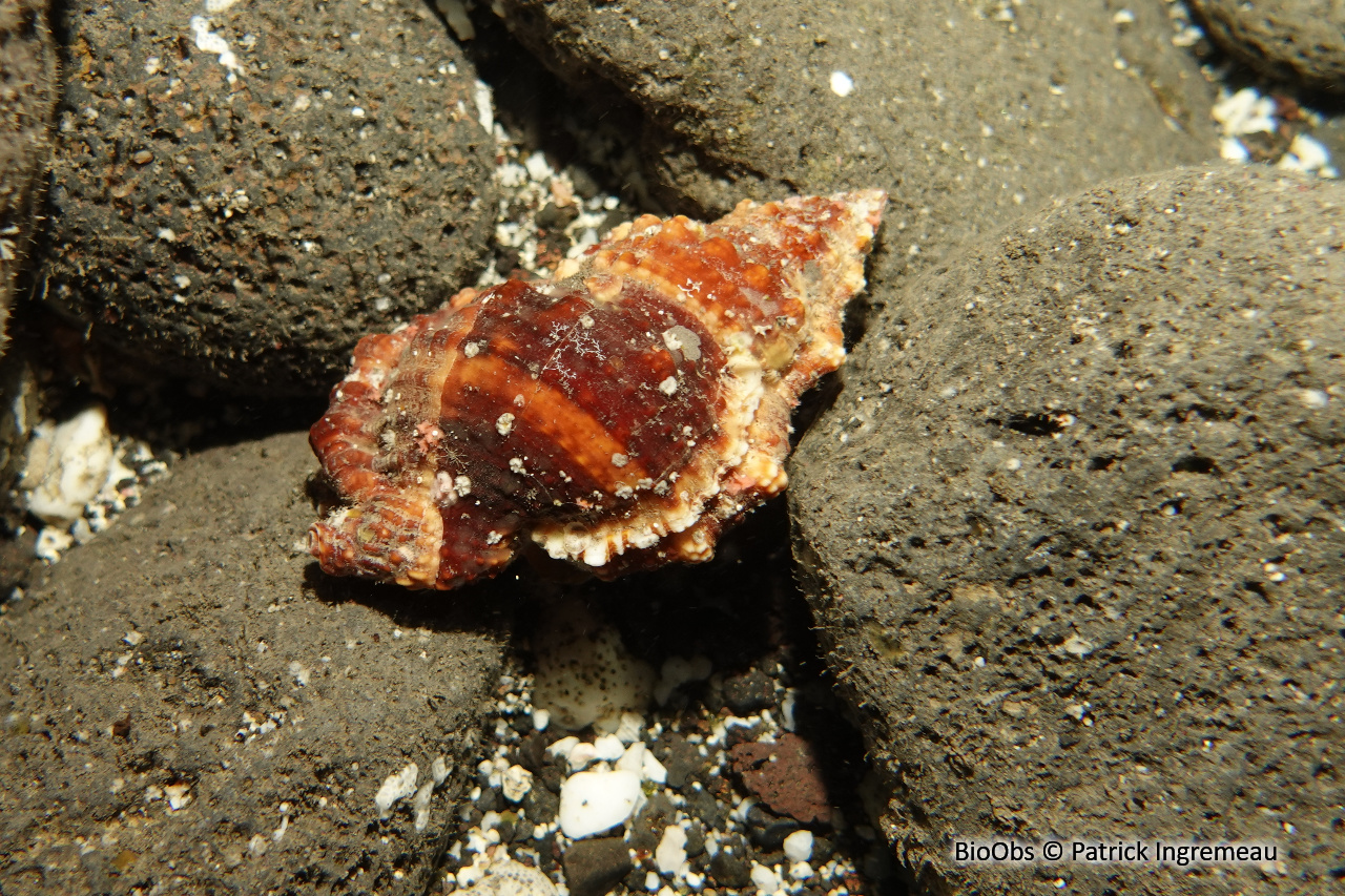 Triton granuleux - Dulcerana granularis - Patrick Ingremeau - BioObs