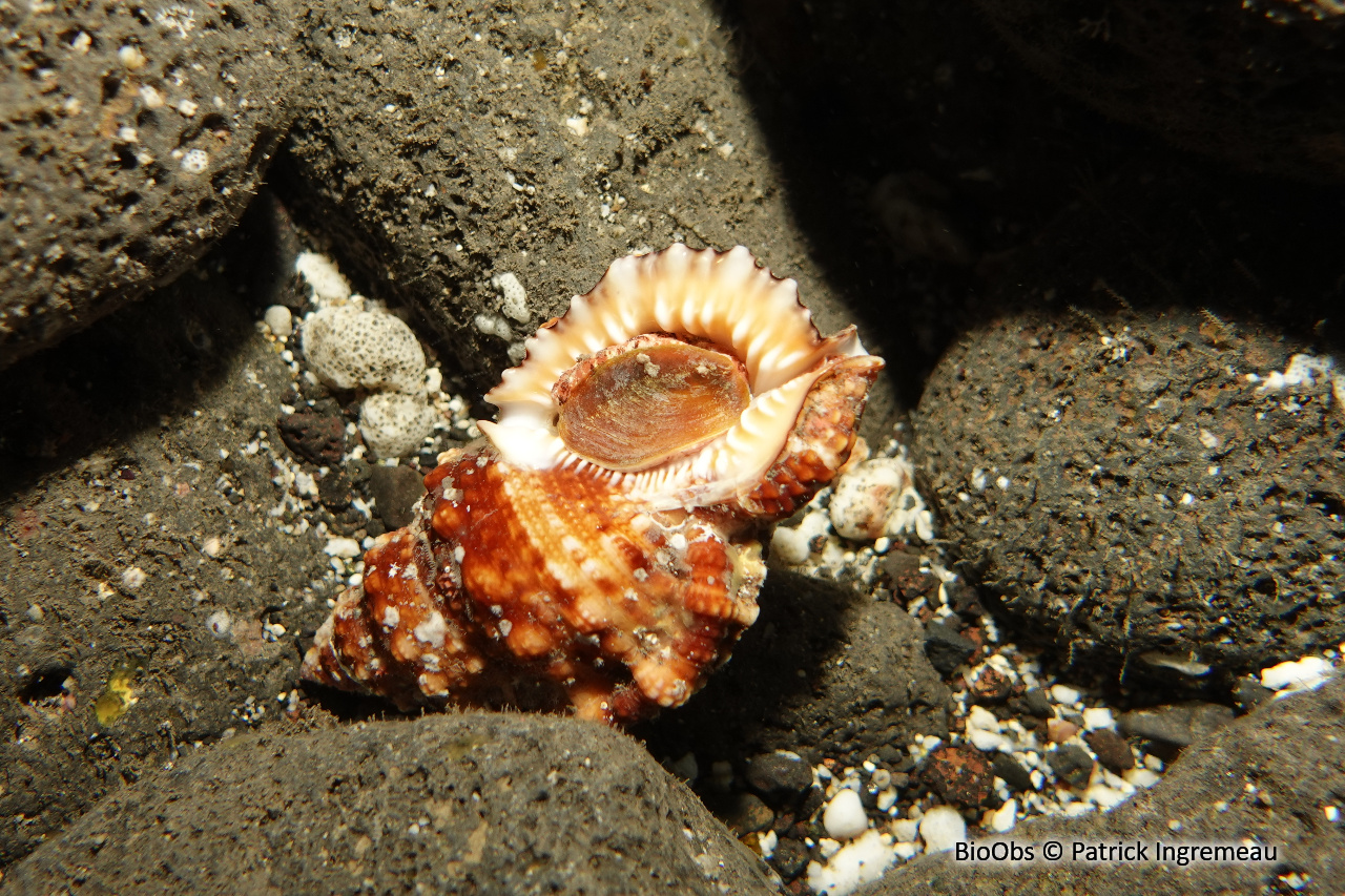 Triton granuleux - Dulcerana granularis - Patrick Ingremeau - BioObs