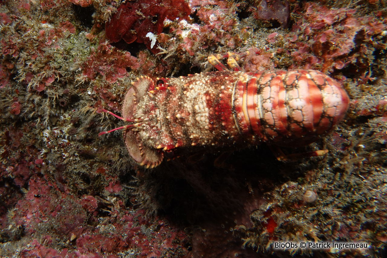 Cigale de mer popinée - Arctides regalis - Patrick Ingremeau - BioObs