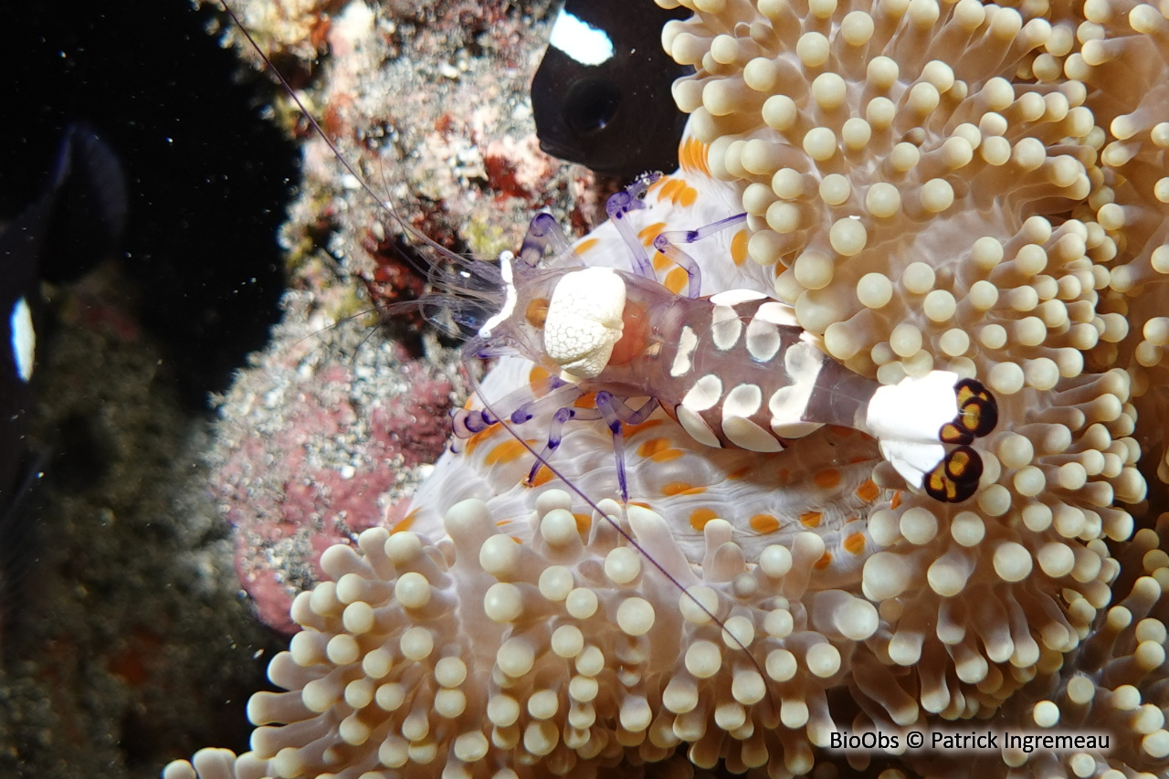 Crevette queue de paon - Ancylocaris brevicarpalis - Patrick Ingremeau - BioObs