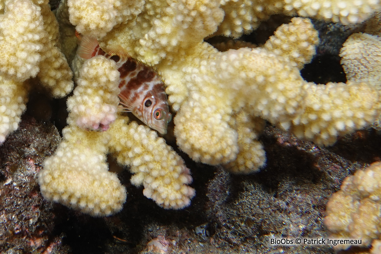 Poisson-faucon à deux taches - Amblycirrhitus bimacula - Patrick Ingremeau - BioObs