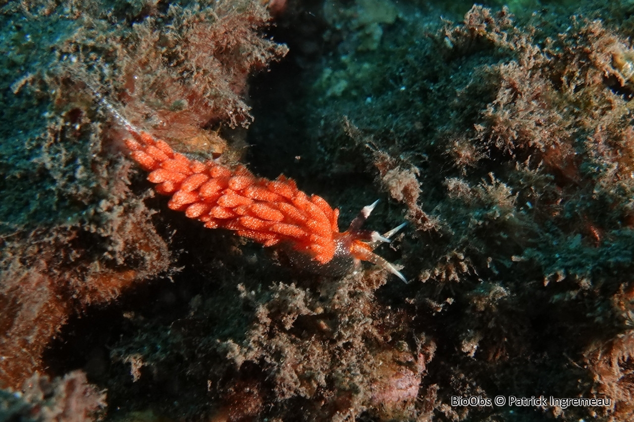 Favorinus merveilleux - Favorinus mirabilis - Patrick Ingremeau - BioObs