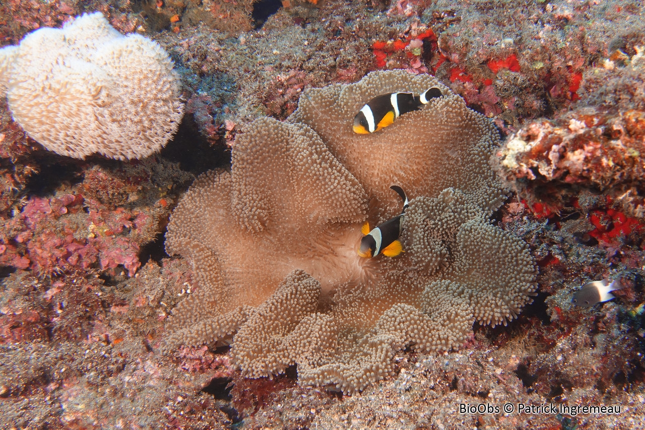 Anémone de Mertens - Stichodactyla mertensii - Patrick Ingremeau - BioObs