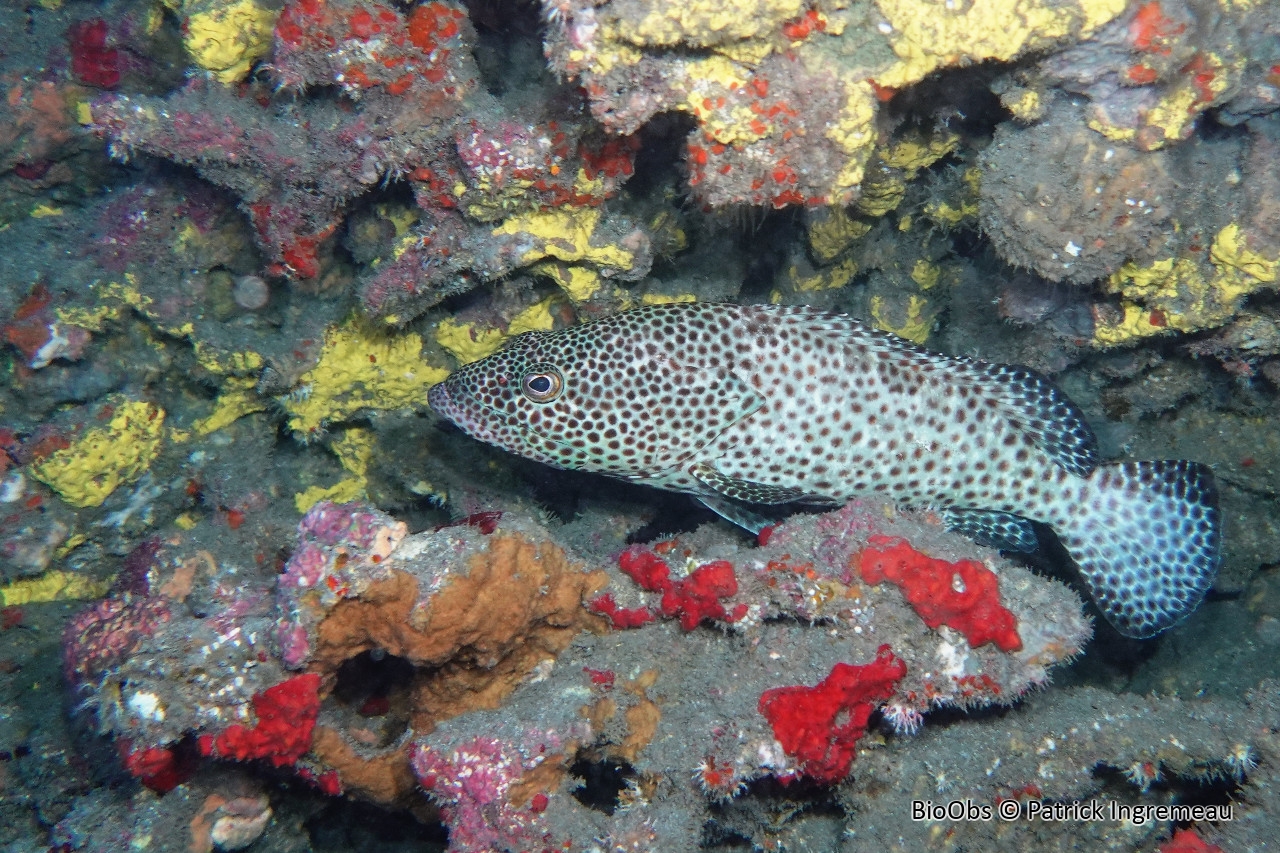 Mérou loutre - Epinephelus tauvina - Patrick Ingremeau - BioObs