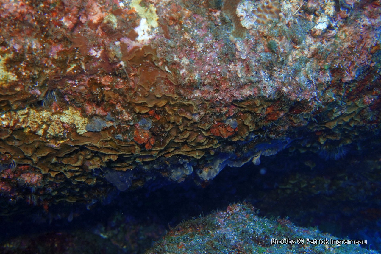 Spongia à carène - Placospongia carinata - Patrick Ingremeau - BioObs