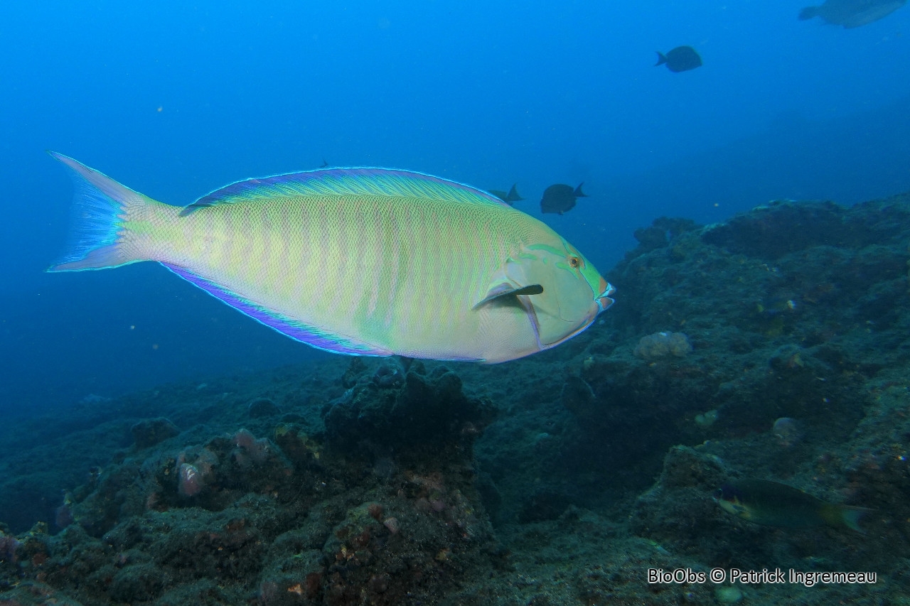 Labre annelé - Hologymnosus annulatus - Patrick Ingremeau - BioObs