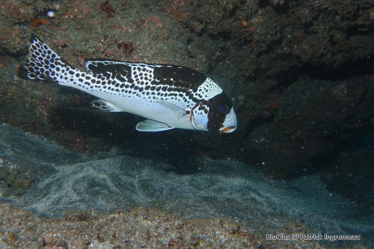 Gaterin noir et blanc - Plectorhinchus picus - Patrick Ingremeau - BioObs