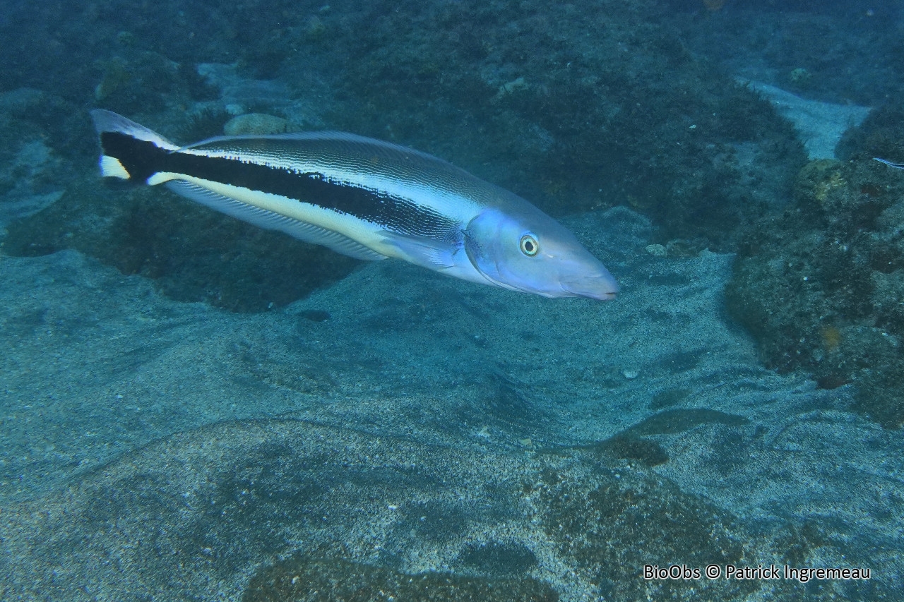 Malacanthe bleu - Malacanthus latovittatus - Patrick Ingremeau - BioObs
