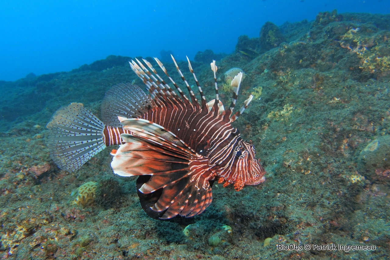 Rascasse volante de l'océan Indien - Pterois miles - Patrick Ingremeau - BioObs