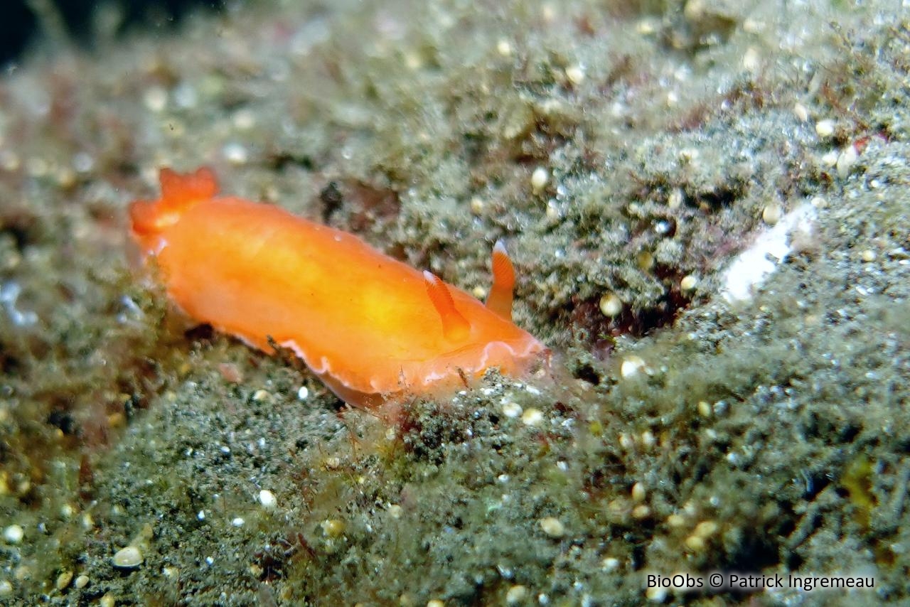 Gymnodoris subflava