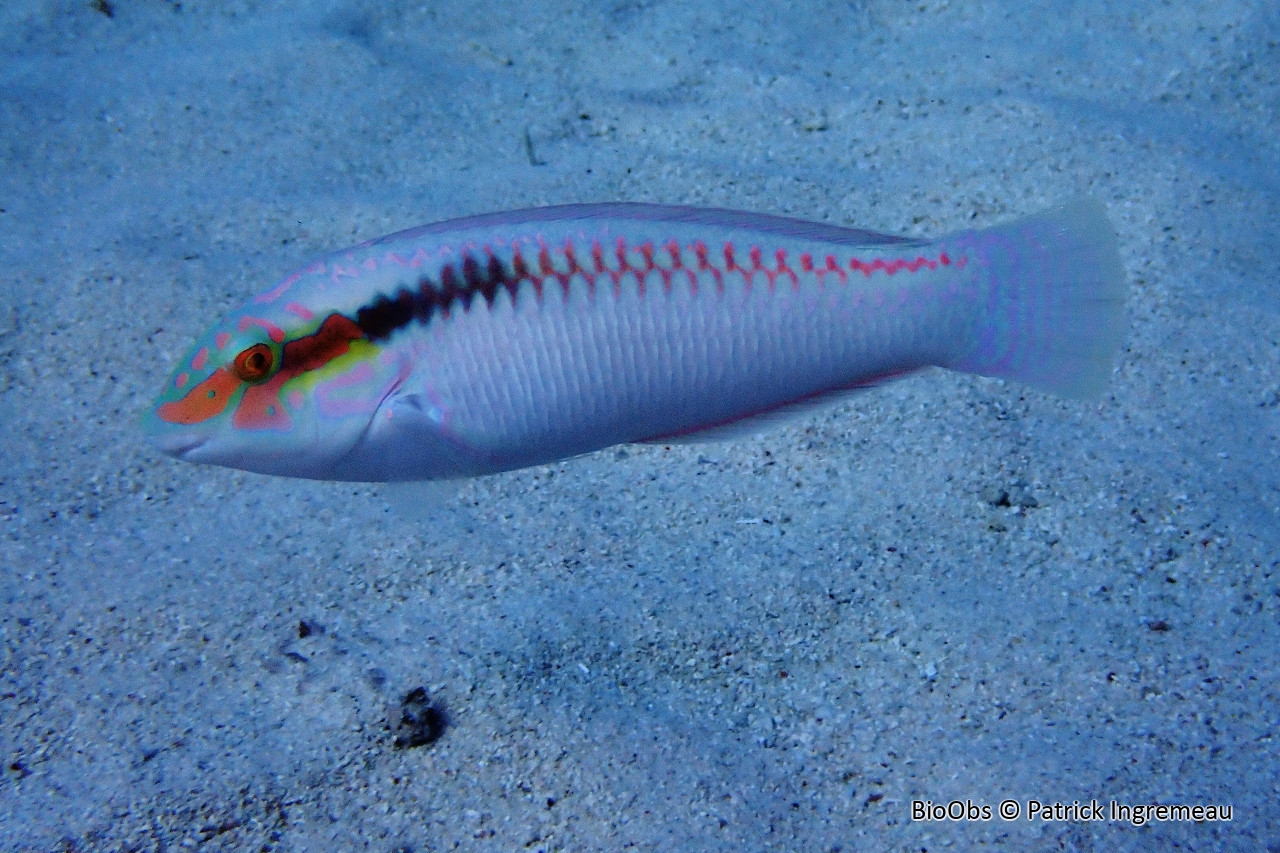 Labre zigzag - Halichoeres scapularis - Patrick Ingremeau - BioObs