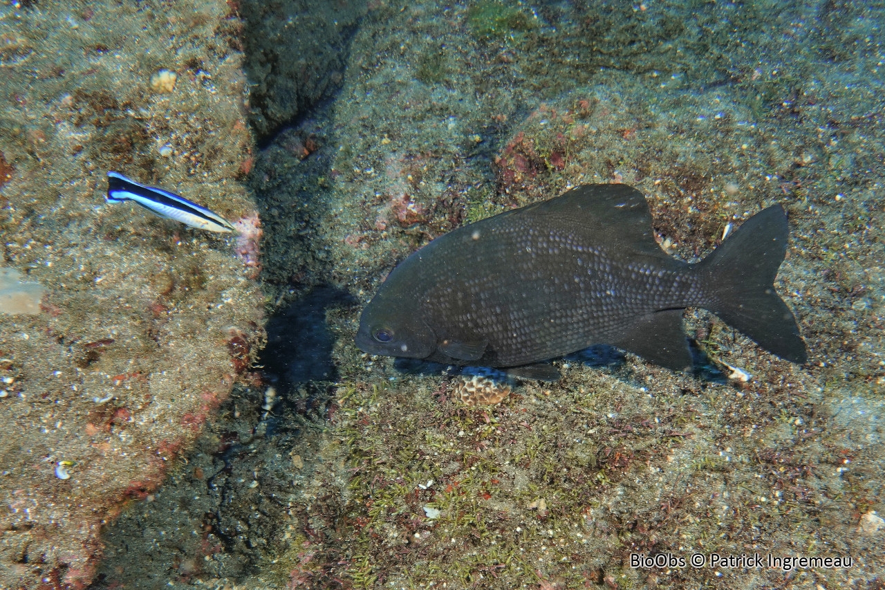 Saupe grise - Kyphosus cinerascens - Patrick Ingremeau - BioObs