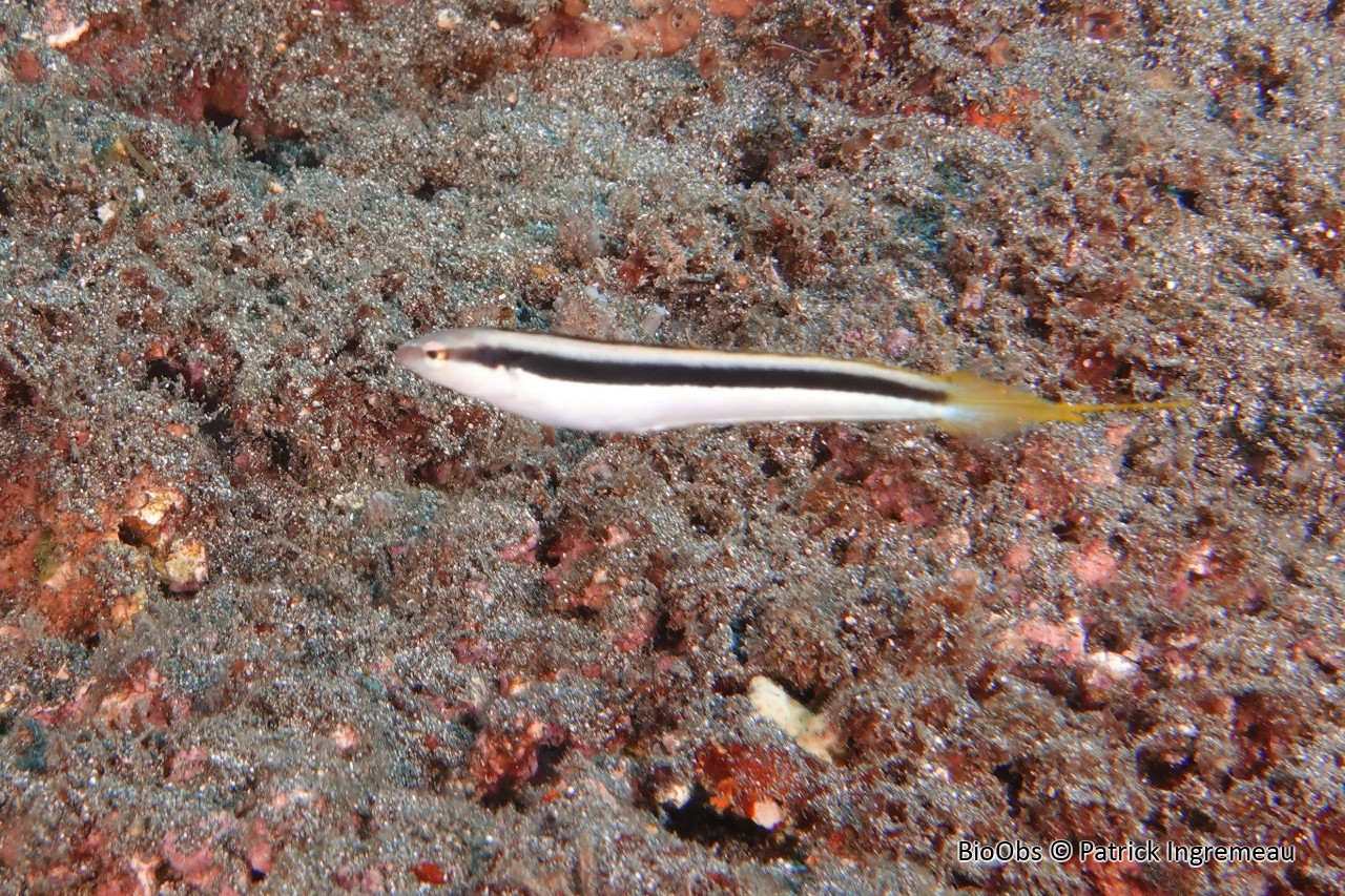 Blennie de Dussimier - Aspidontus dussumieri - Patrick Ingremeau - BioObs