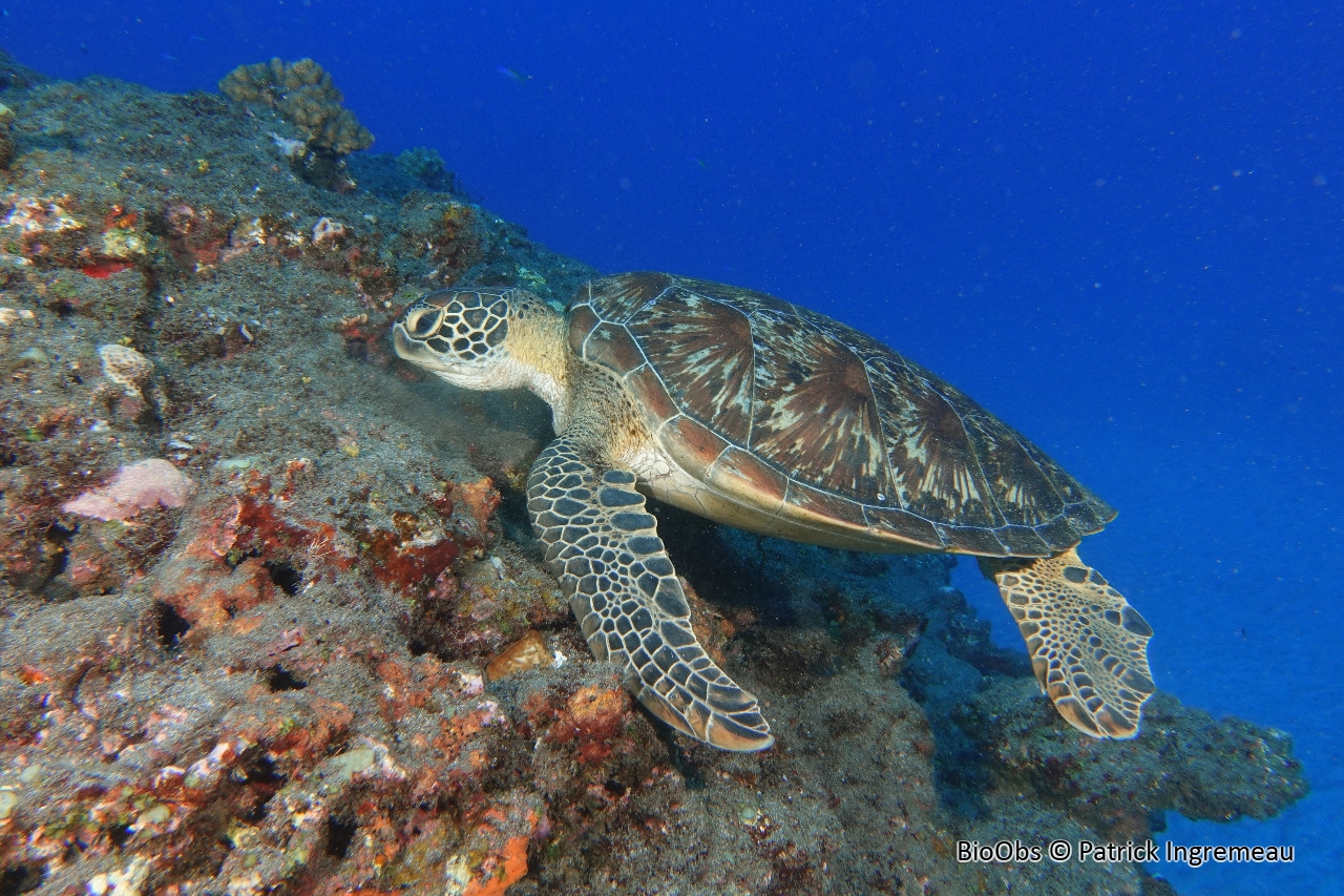 Tortue verte - Chelonia mydas - Patrick Ingremeau - BioObs