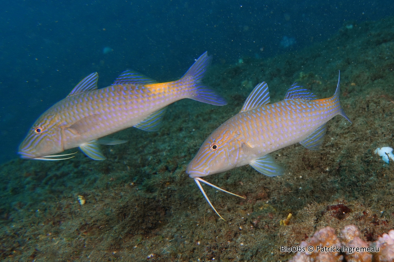 Rouget-barbet doré - Parupeneus cyclostomus - Patrick Ingremeau - BioObs