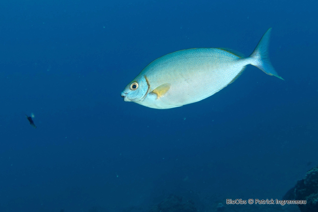 Poisson-lapin vermiculé - Siganus argenteus - Patrick Ingremeau - BioObs