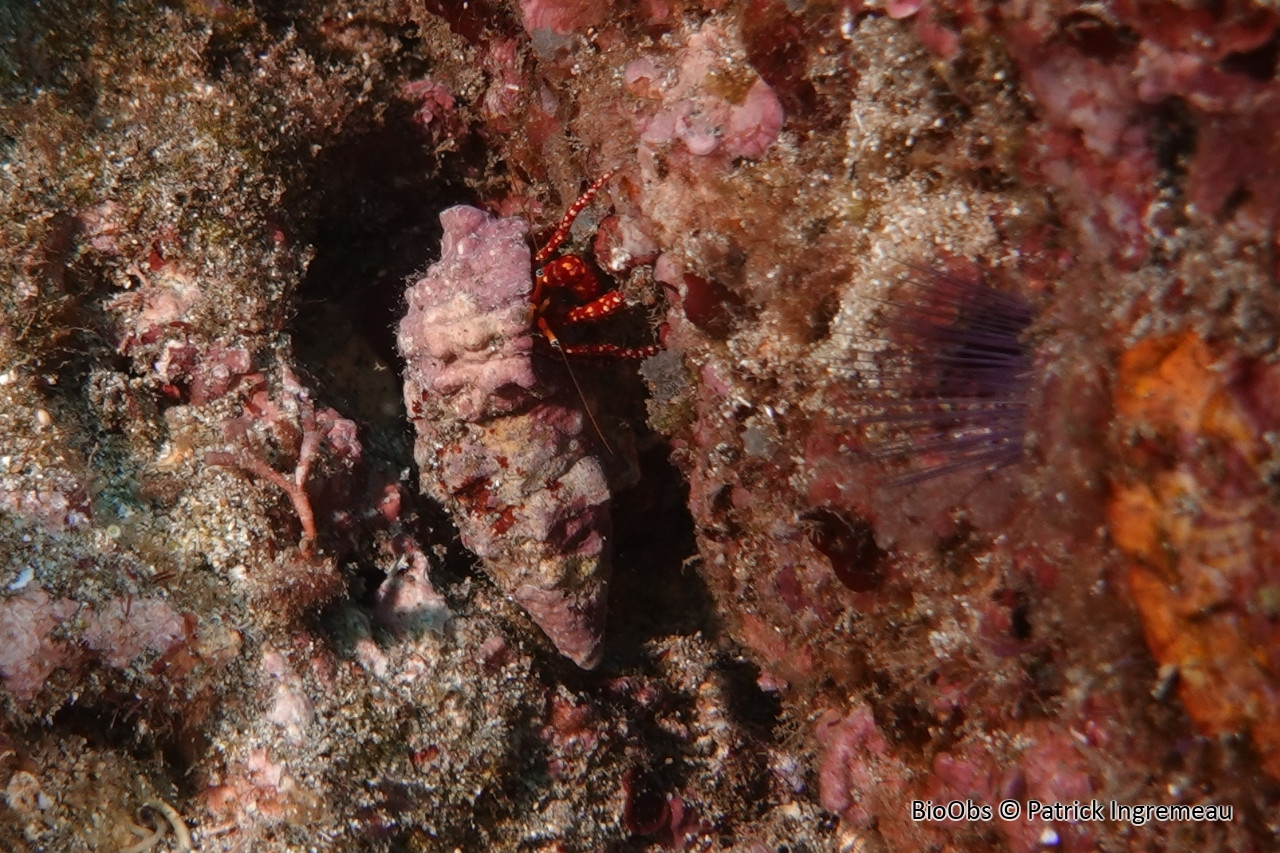 Bernard-l'ermite à points blancs - Calcinus argus - Patrick Ingremeau - BioObs
