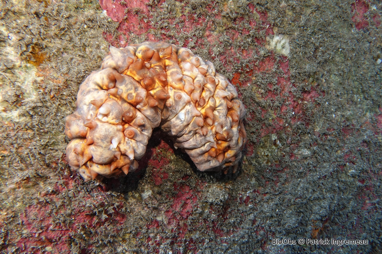 Stichopus pseudo-rugueuse - Stichopus pseudohorrens - Patrick Ingremeau - BioObs