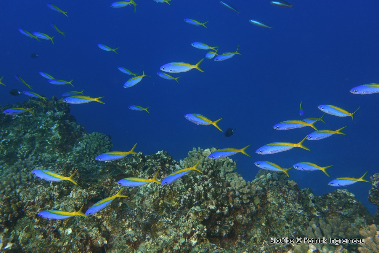 Fusilier à dos jaune et bleu - Caesio teres - Patrick Ingremeau - BioObs