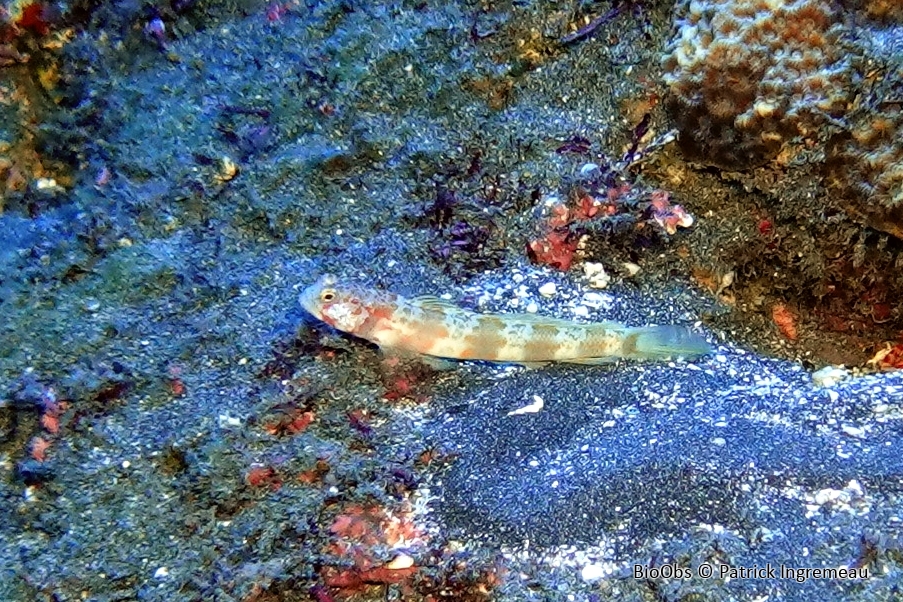 Gobie périophtalme - Amblyeleotris periophthalmus - Patrick Ingremeau - BioObs