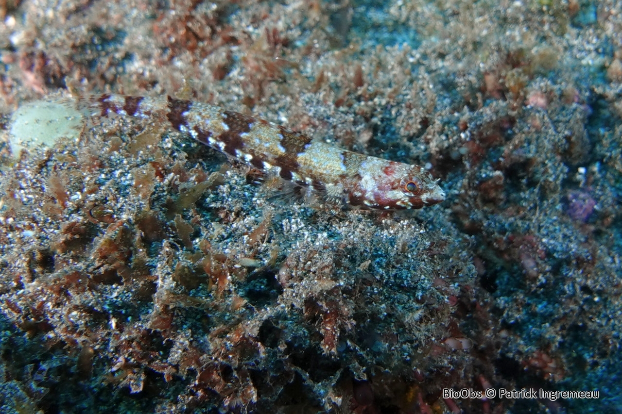 Poisson-lézard marbré rouge - Synodus rubromarmoratus - Patrick Ingremeau - BioObs
