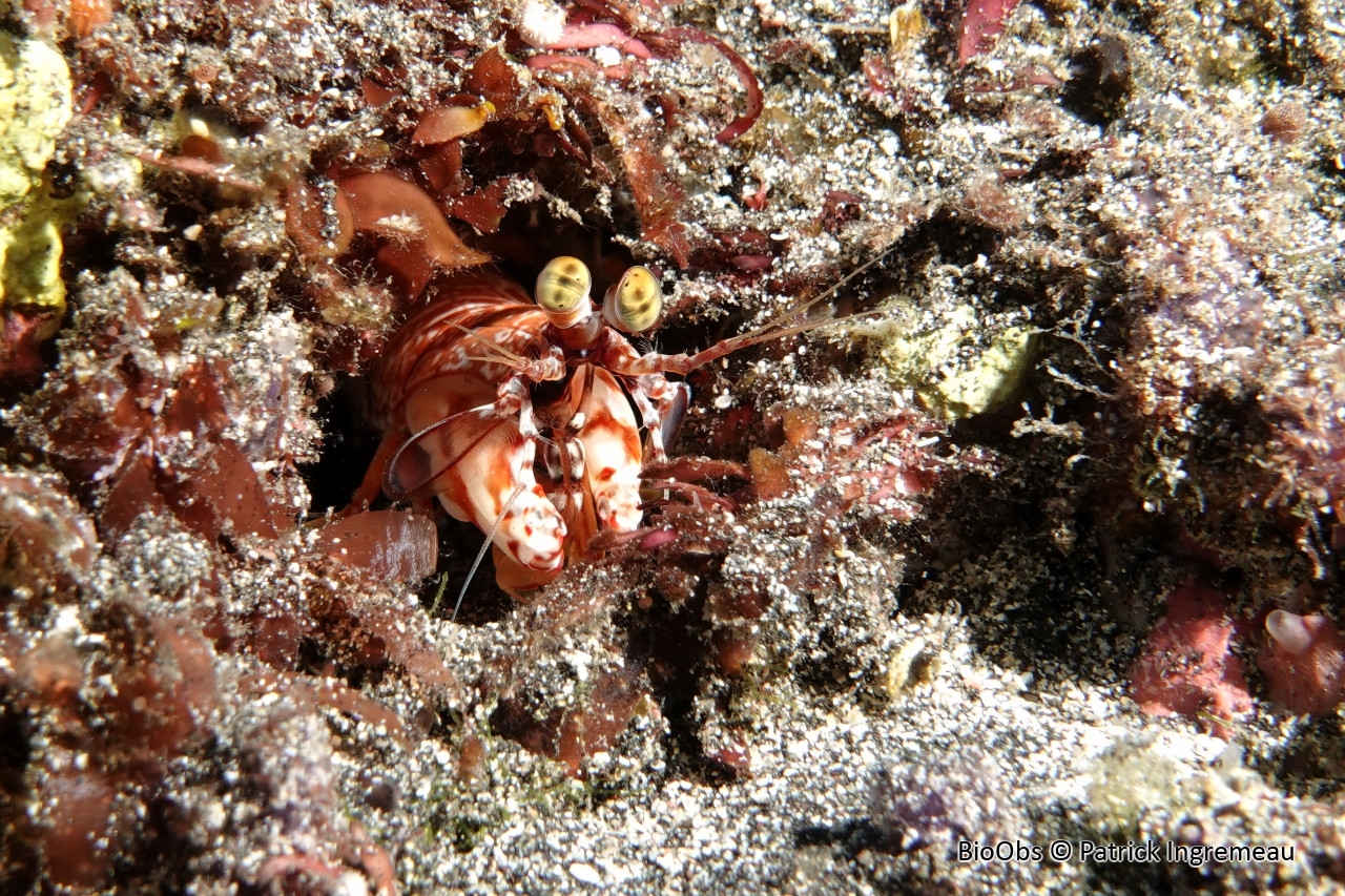 Squille à rostre court - Odontodactylus brevirostris - Patrick Ingremeau - BioObs