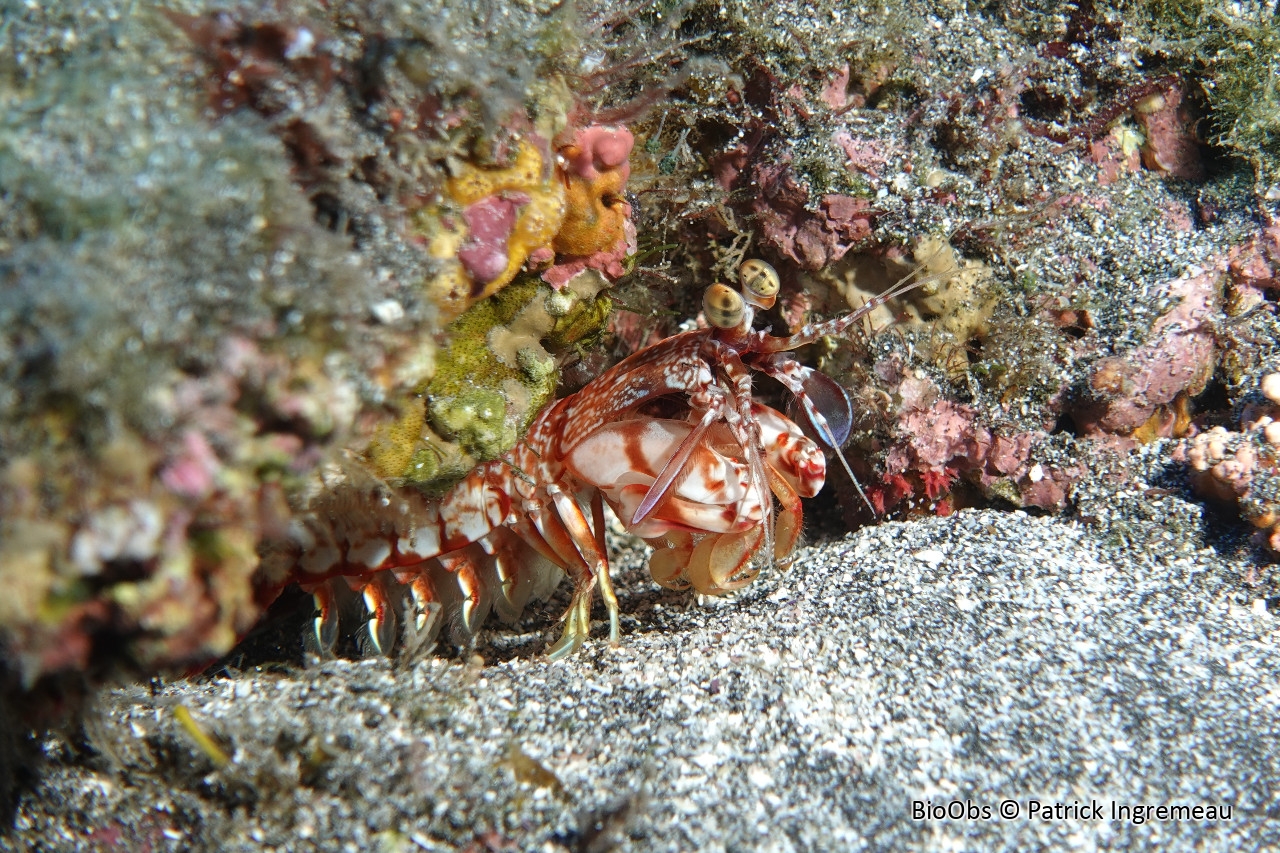 Squille à rostre court - Odontodactylus brevirostris - Patrick Ingremeau - BioObs