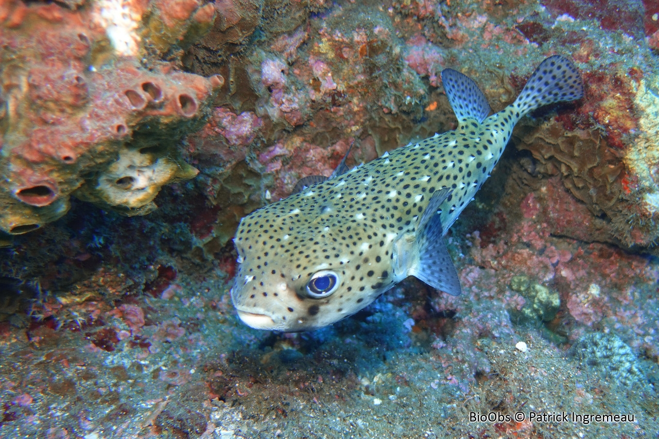Poisson grand porc-épic - Diodon hystrix - Patrick Ingremeau - BioObs