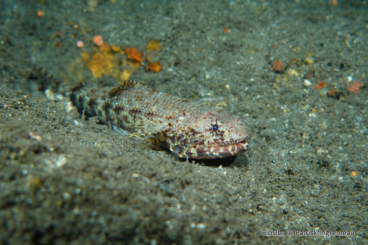 Anoli grêle - Saurida gracilis - Patrick Ingremeau - BioObs
