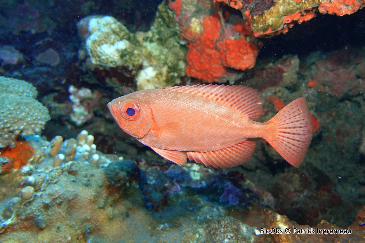 Soleil - Heteropriacanthus cruentatus - Patrick Ingremeau - BioObs