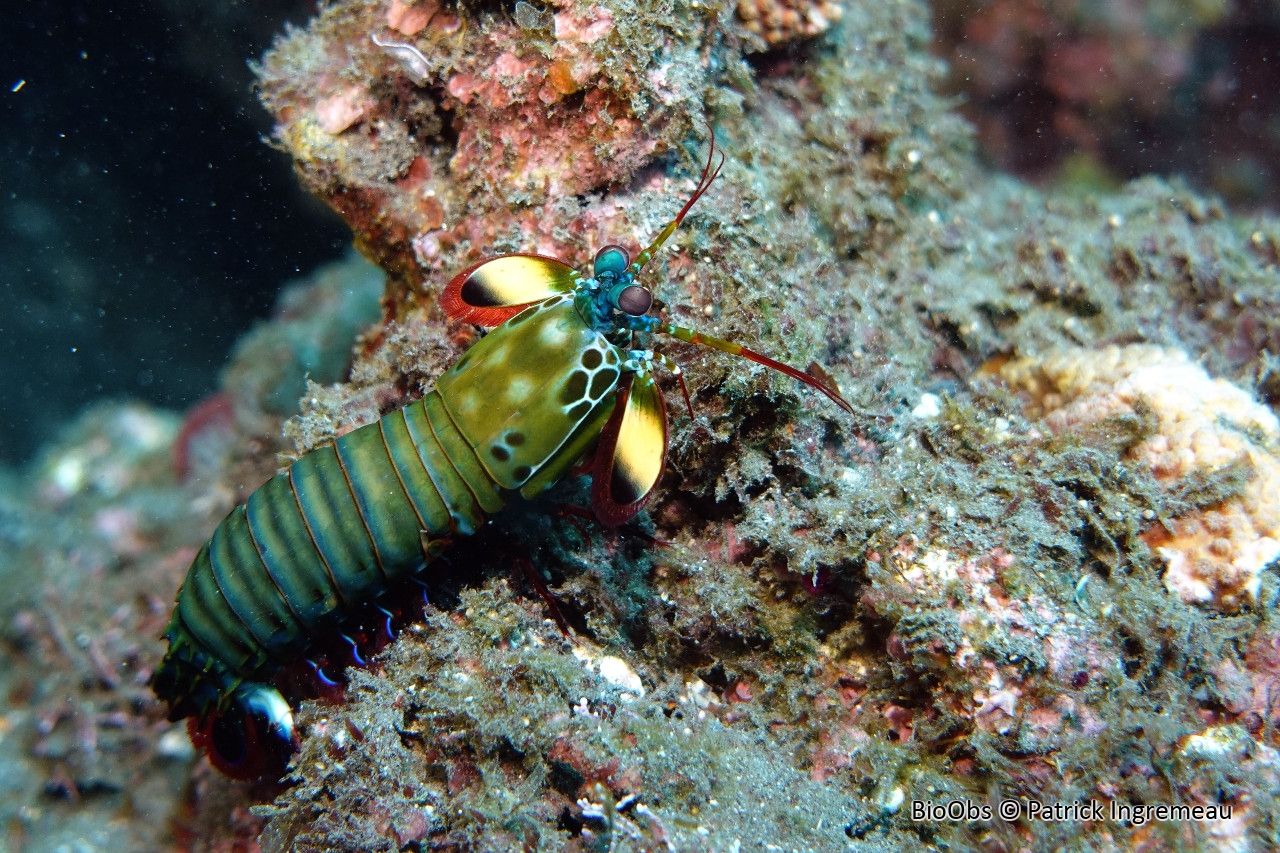 Mante de mer paon - Odontodactylus scyllarus - Patrick Ingremeau - BioObs