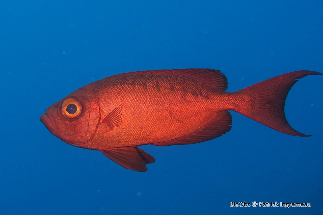 Gros-yeux commun - Priacanthus hamrur - Patrick Ingremeau - BioObs