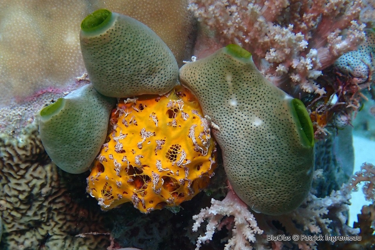 Mycale humilis - Mycale humilis - Patrick Ingremeau - BioObs