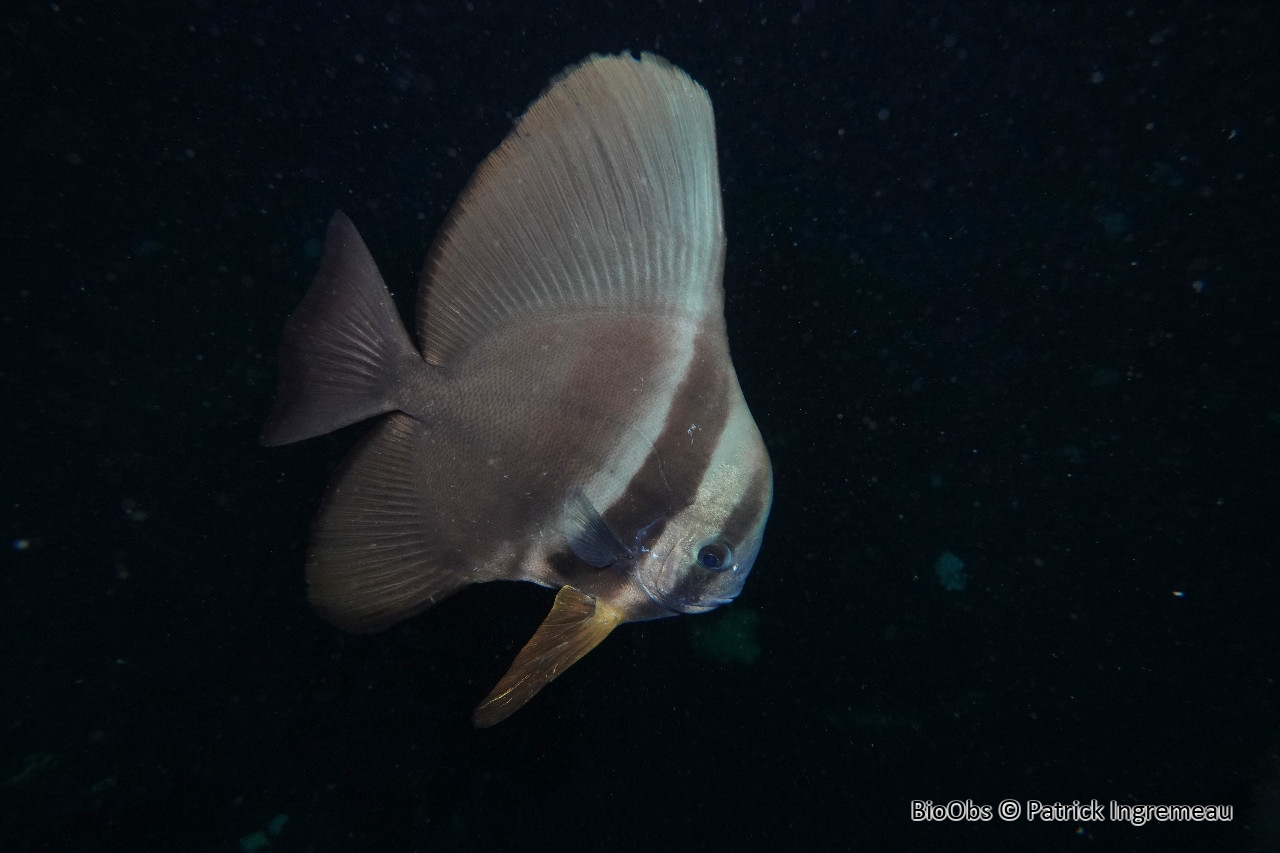 Platax à longues nageoires - Platax teira - Patrick Ingremeau - BioObs