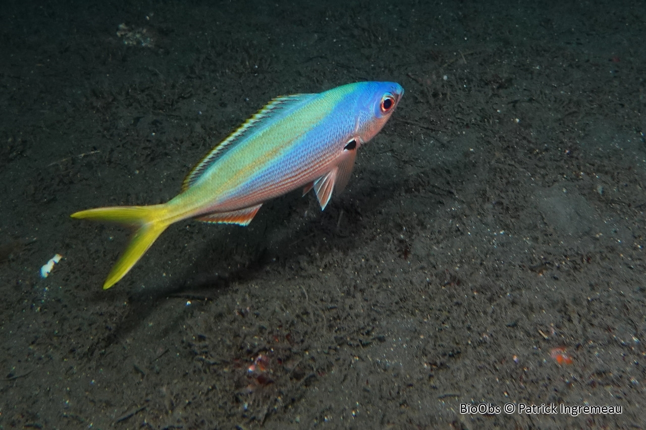 Fusilier à dos jaune et bleu - Caesio teres - Patrick Ingremeau - BioObs