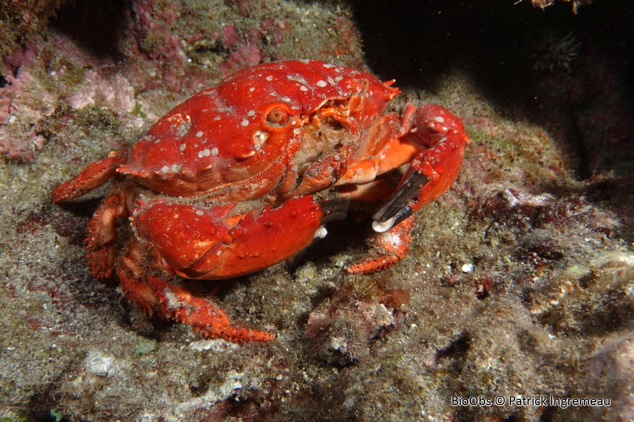 Crabe splendide - Etisus splendidus - Patrick Ingremeau - BioObs