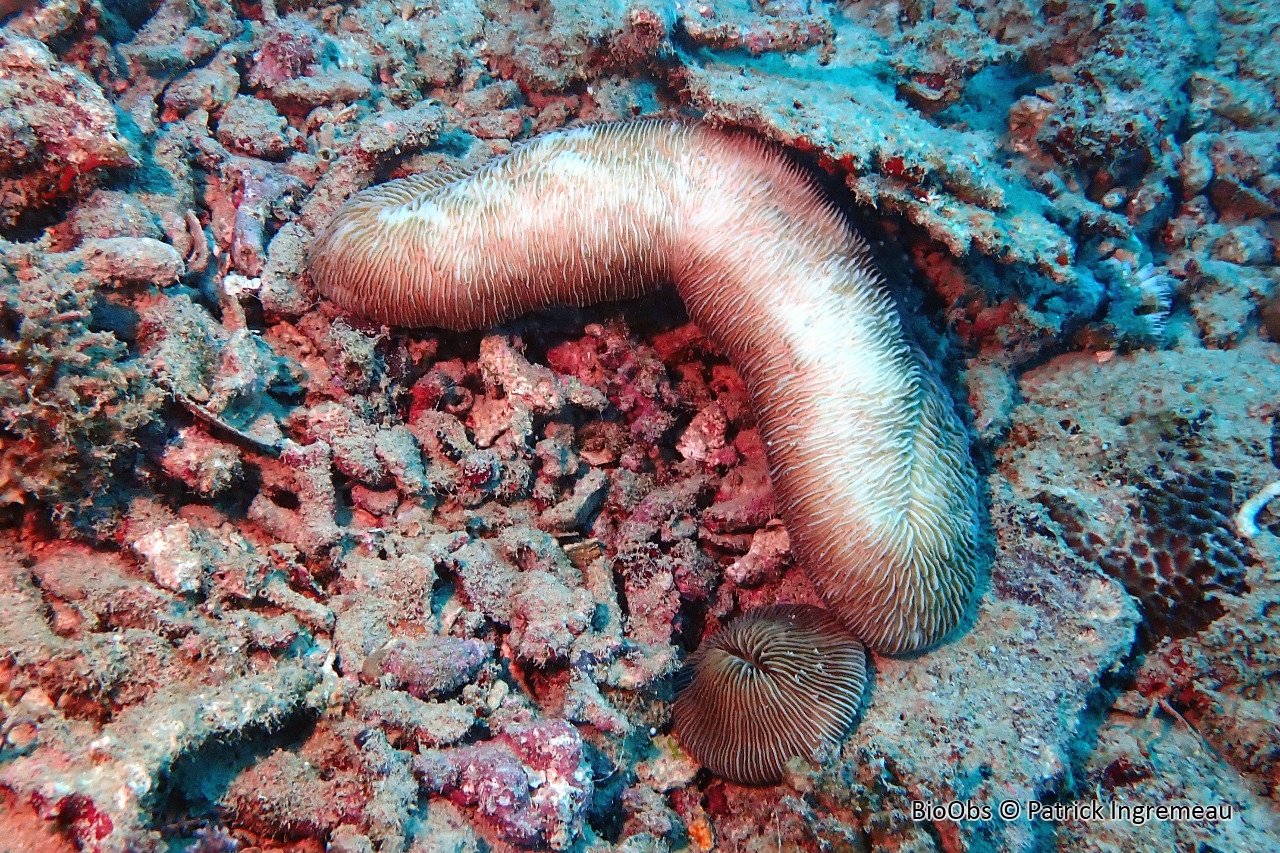 Corail-boomerang - Herpolitha limax - Patrick Ingremeau - BioObs