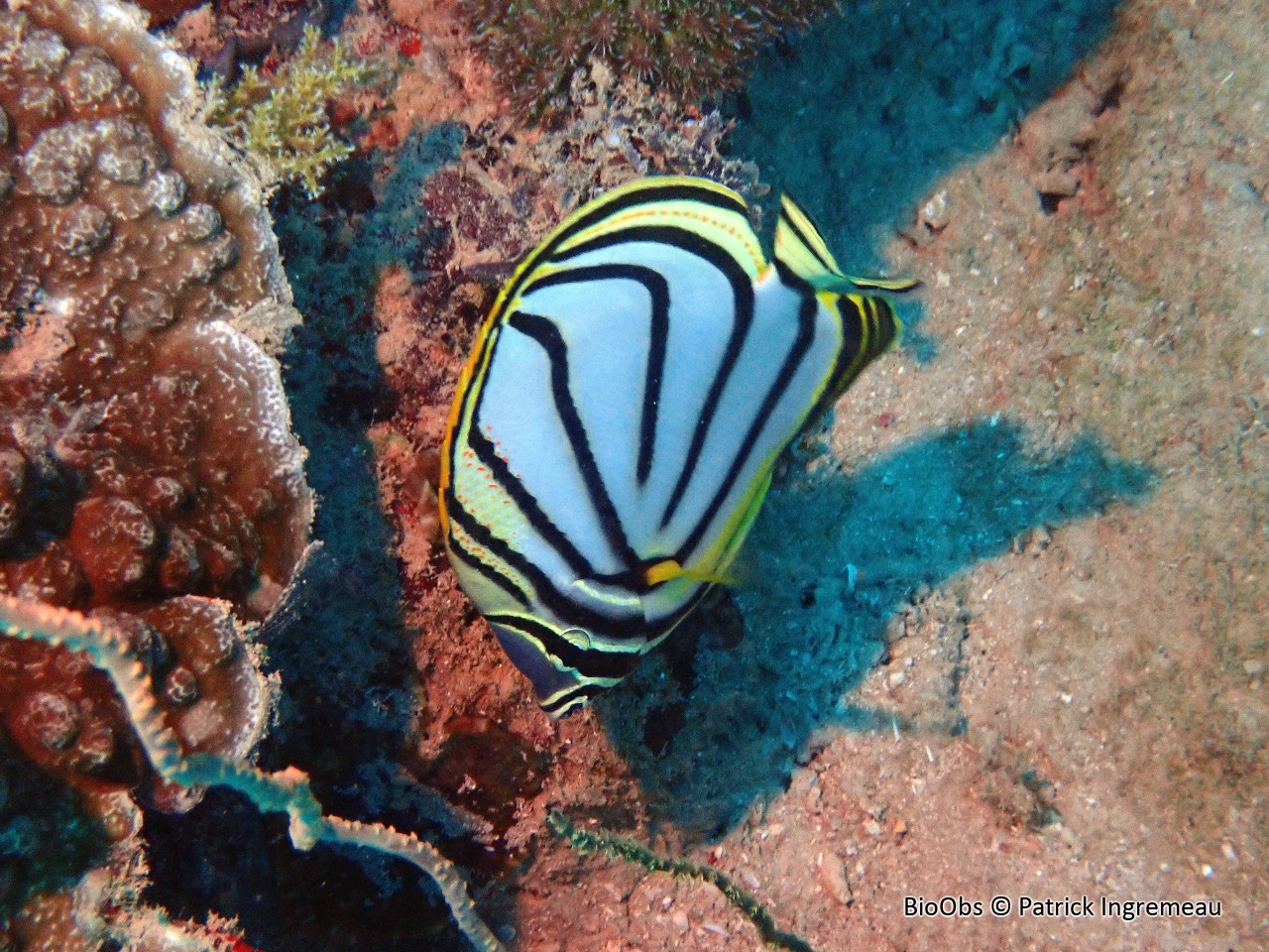 Poisson-papillon de Meyer - Chaetodon meyeri - Patrick Ingremeau - BioObs