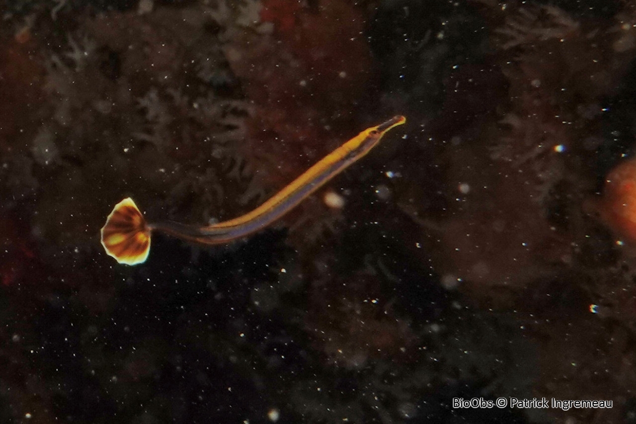 Syngnathe à double menton - Doryrhamphus bicarinatus - Patrick Ingremeau - BioObs