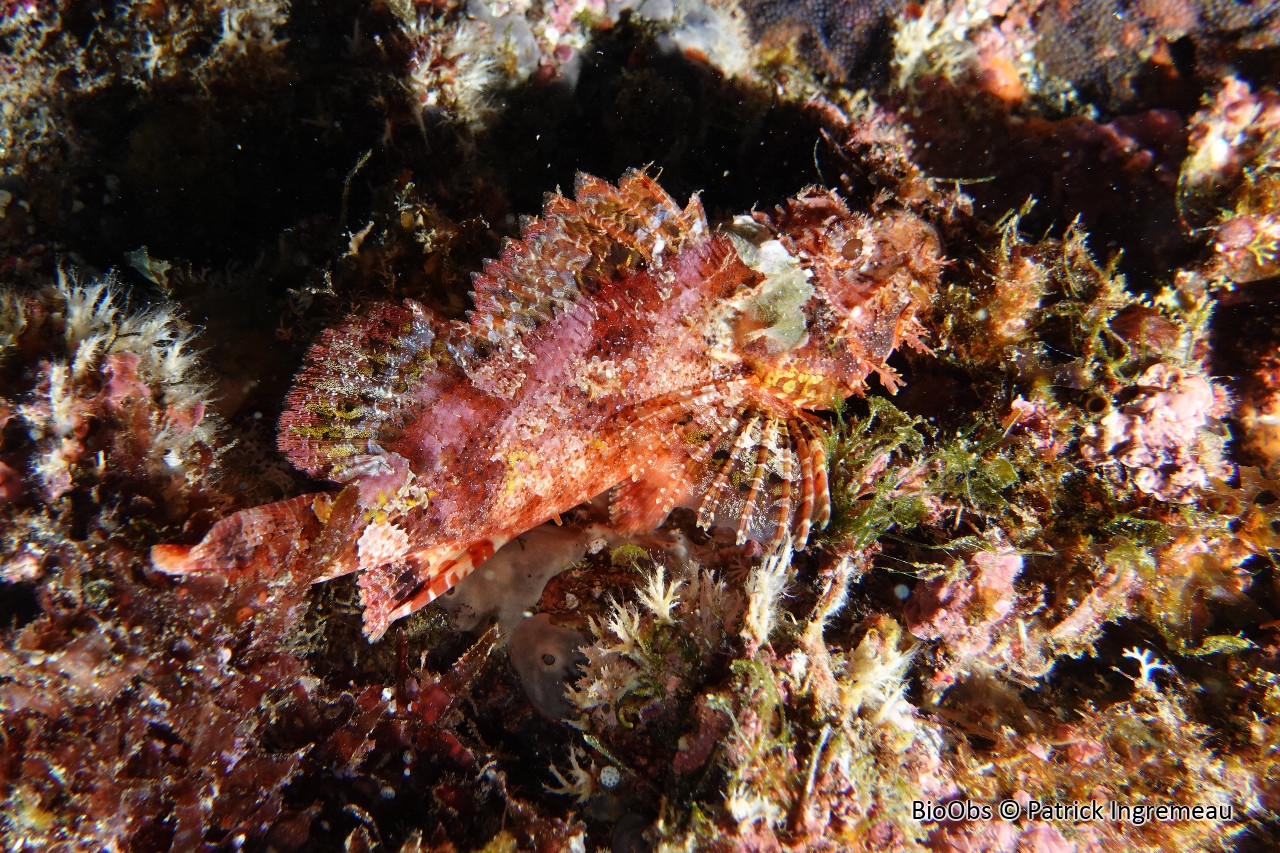 Poisson-scorpion à guenilles - Scorpaenopsis longispina - Patrick Ingremeau - BioObs