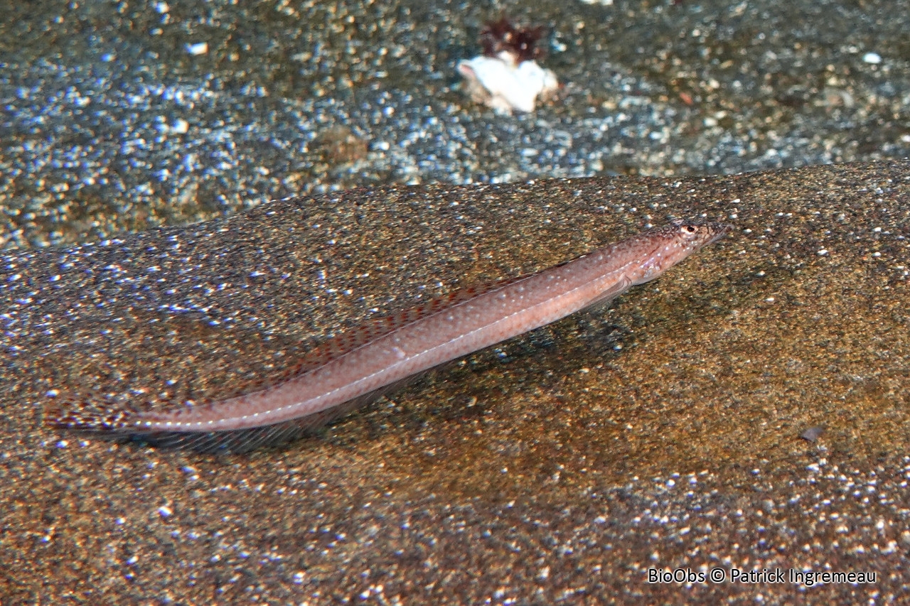 Plongeur de sable pointillé - Trichonotus setiger - Patrick Ingremeau - BioObs