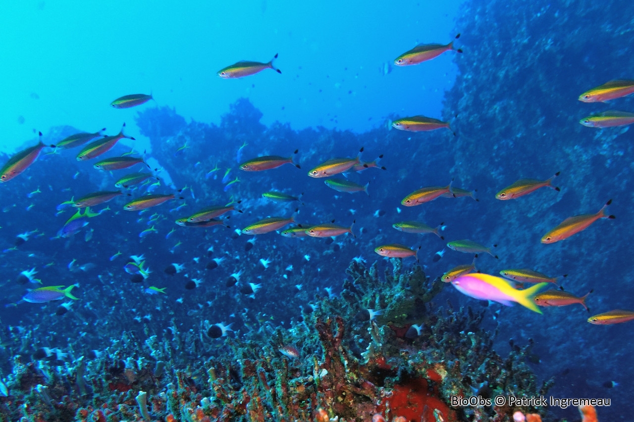 Fusilier élégant - Gymnocaesio gymnoptera - Patrick Ingremeau - BioObs