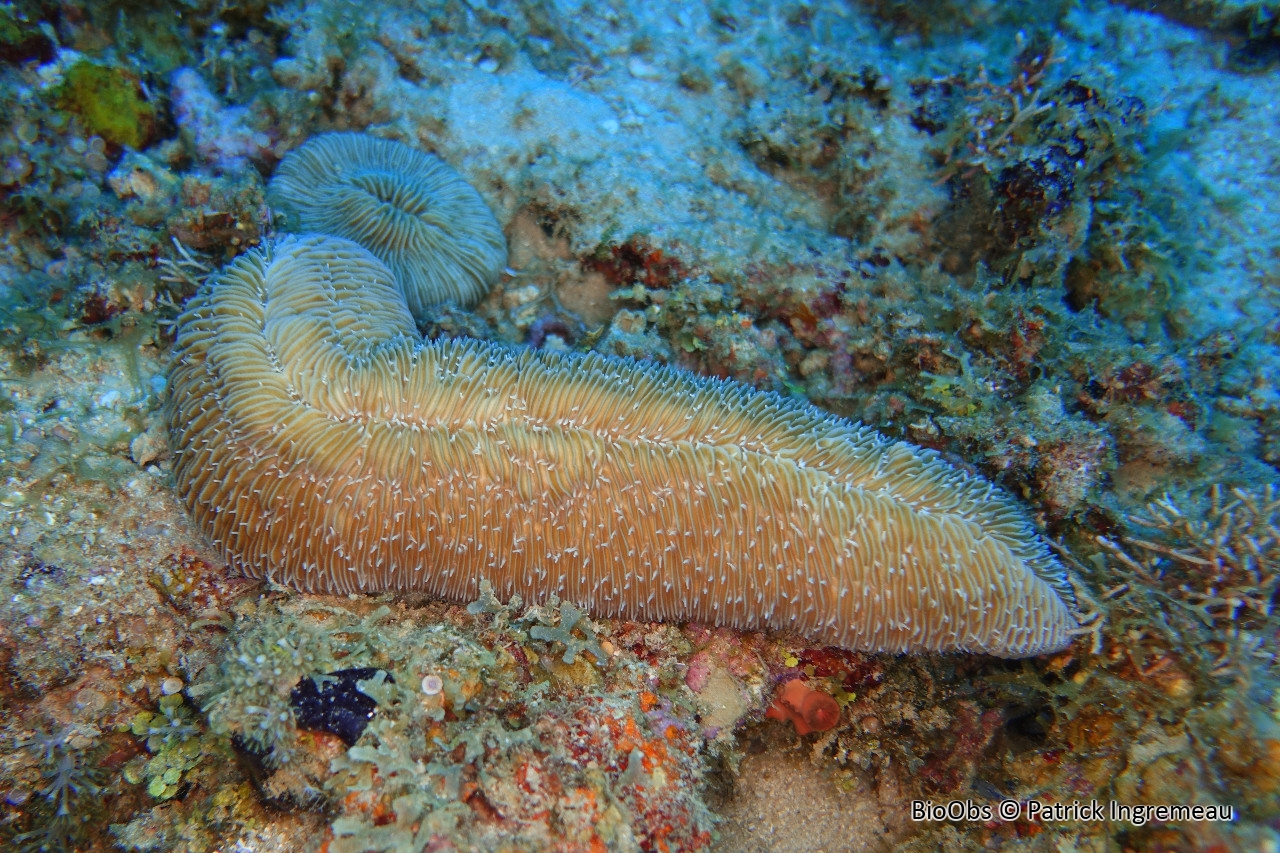 Corail-boomerang - Herpolitha limax - Patrick Ingremeau - BioObs
