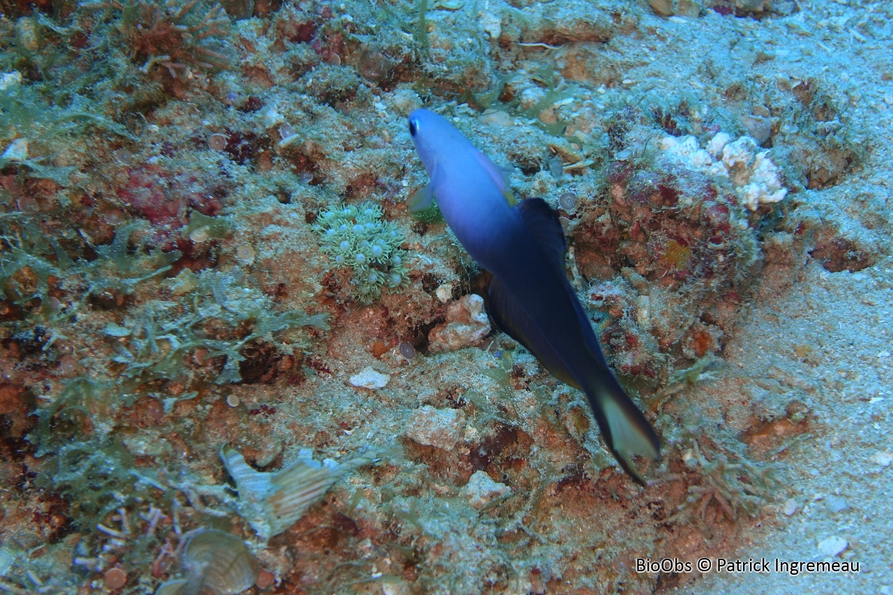 Poisson-fléchette à 3 couleurs - Ptereleotris evides - Patrick Ingremeau - BioObs