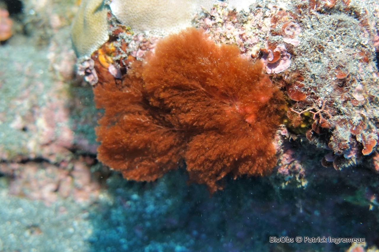 Antithamnionelle spirographe - Antithamnionella spirographidis - Patrick Ingremeau - BioObs