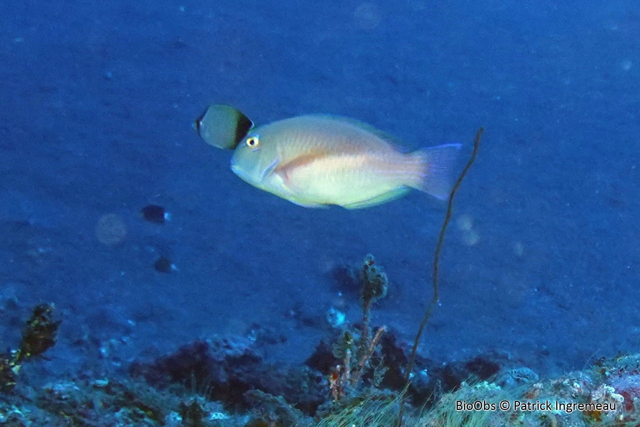 Maldague robuste - Choerodon robustus - Patrick Ingremeau - BioObs