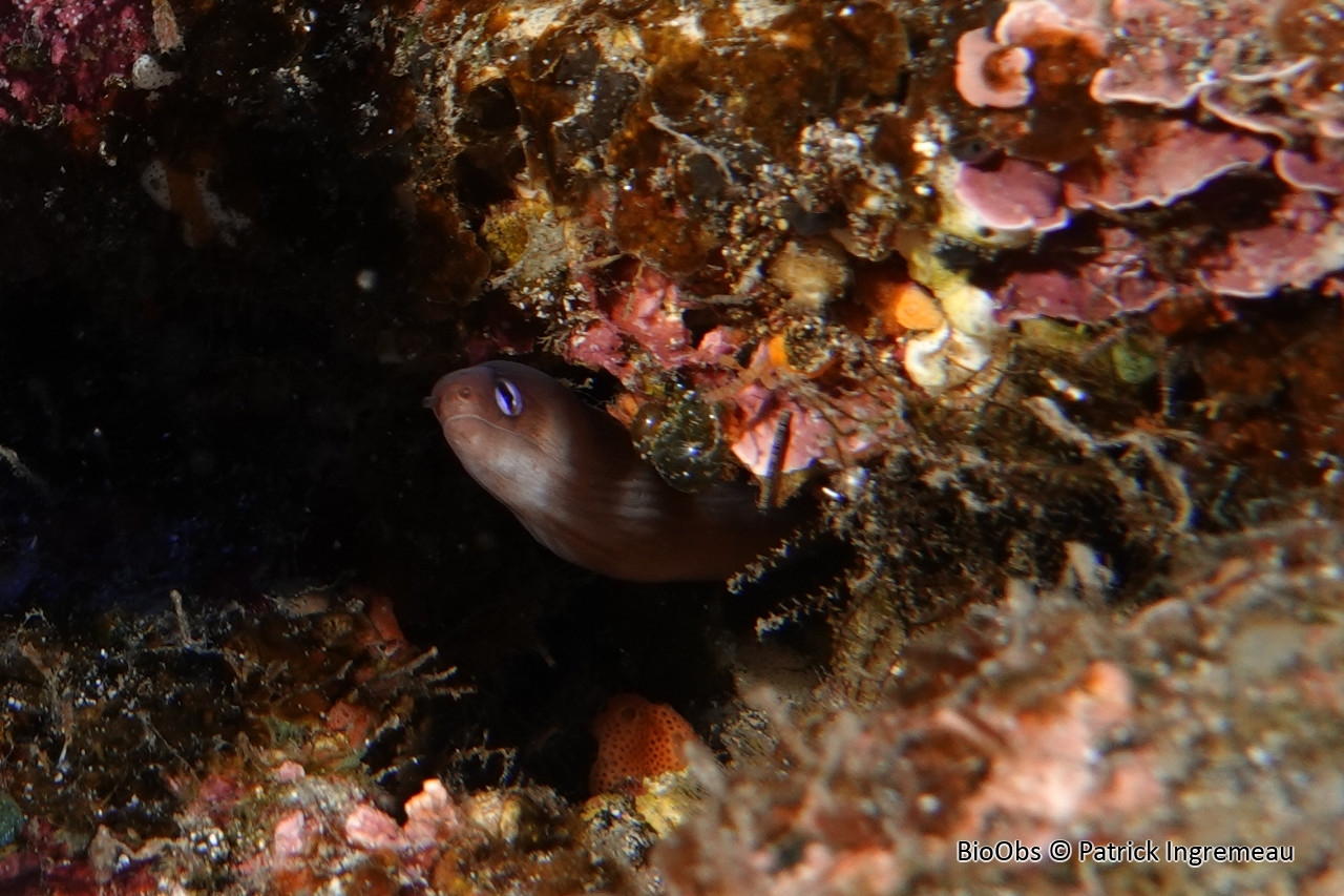 Murène jaunâtre - Gymnothorax melatremus - Patrick Ingremeau - BioObs