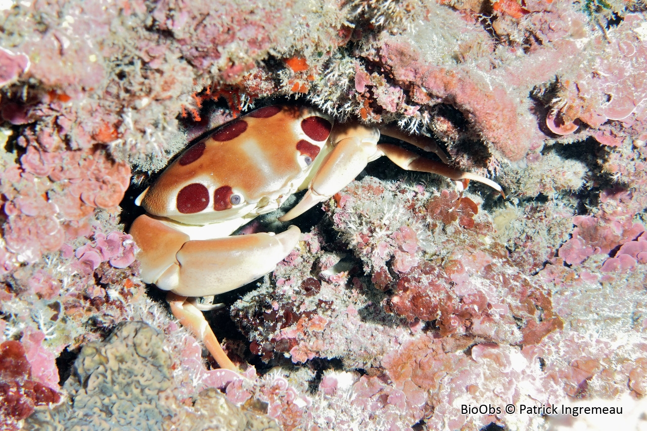 Crabe à 11 taches - Carpilius maculatus - Patrick Ingremeau - BioObs