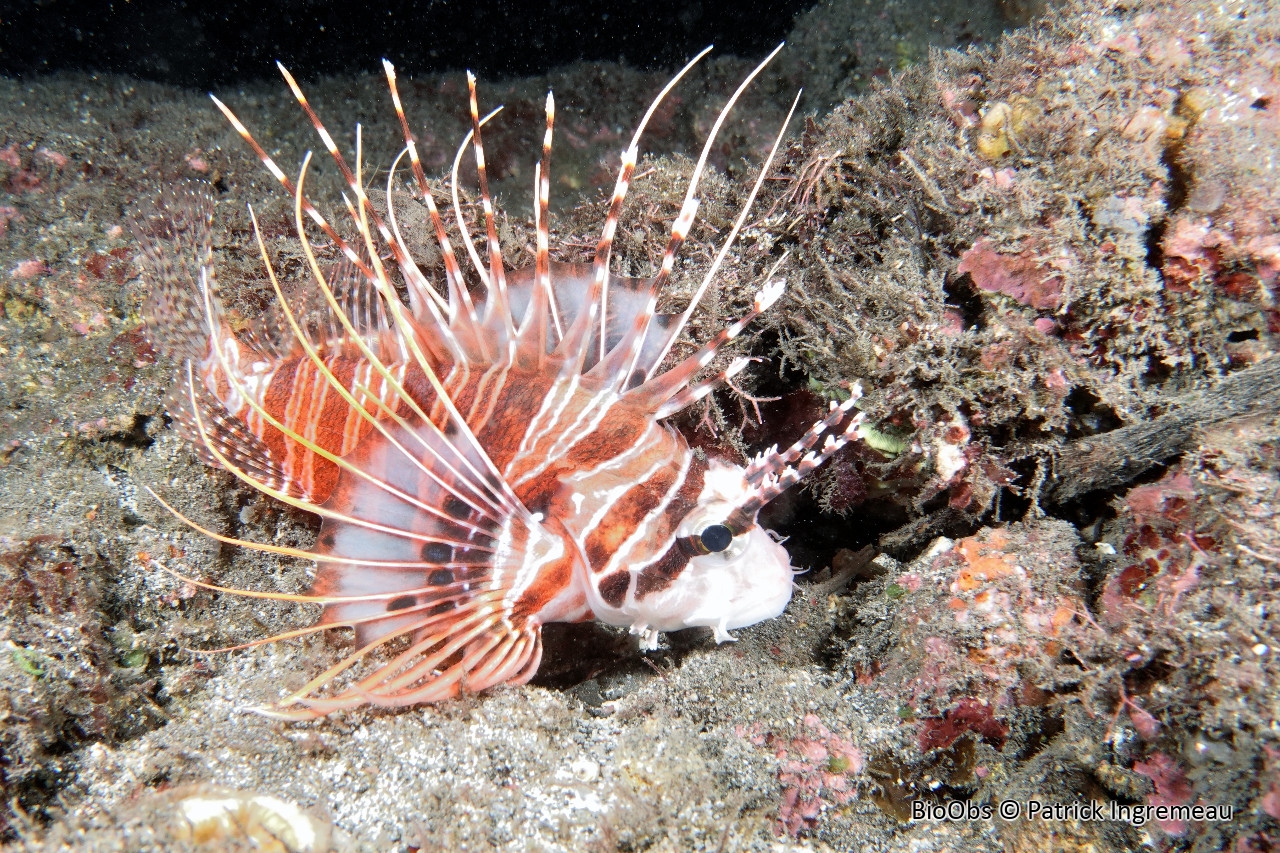 Poisson-scorpion à antennes - Pterois antennata - Patrick Ingremeau - BioObs